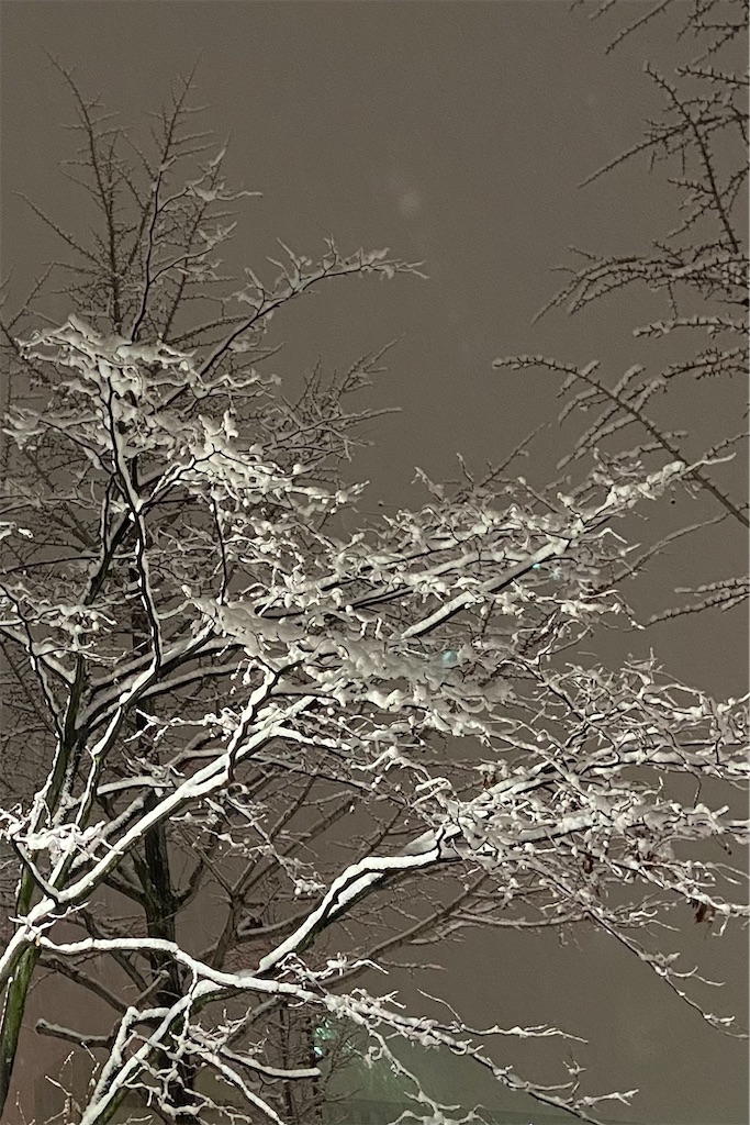 f:id:Kouzi_Midorikawa:20240207050145j:image