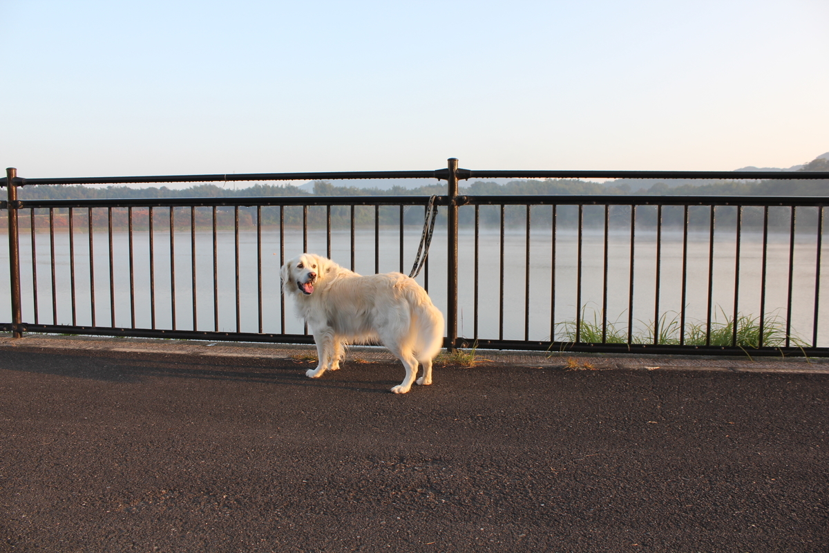 f:id:Ksuke-D:20210206132607j:plain