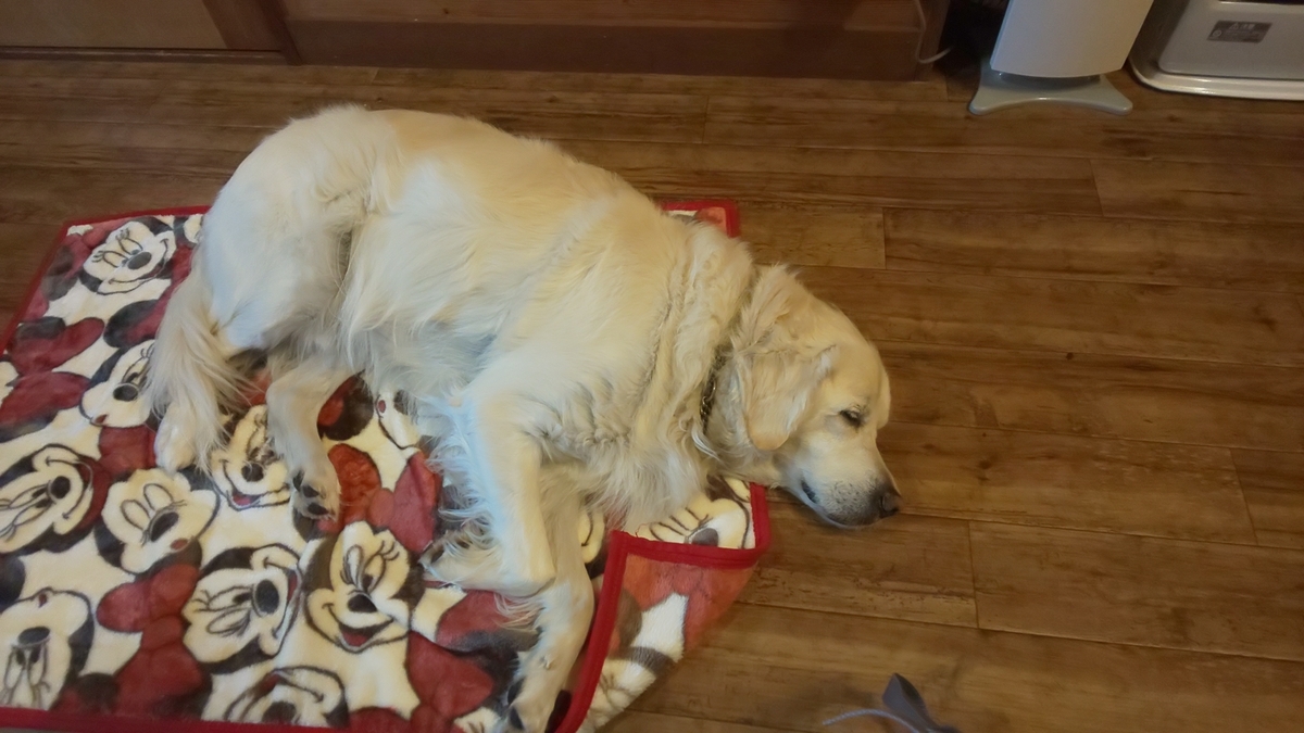 f:id:Ksuke-D:20211204134522j:plain