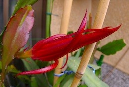 f:id:Ktharu:20120530091233j:image