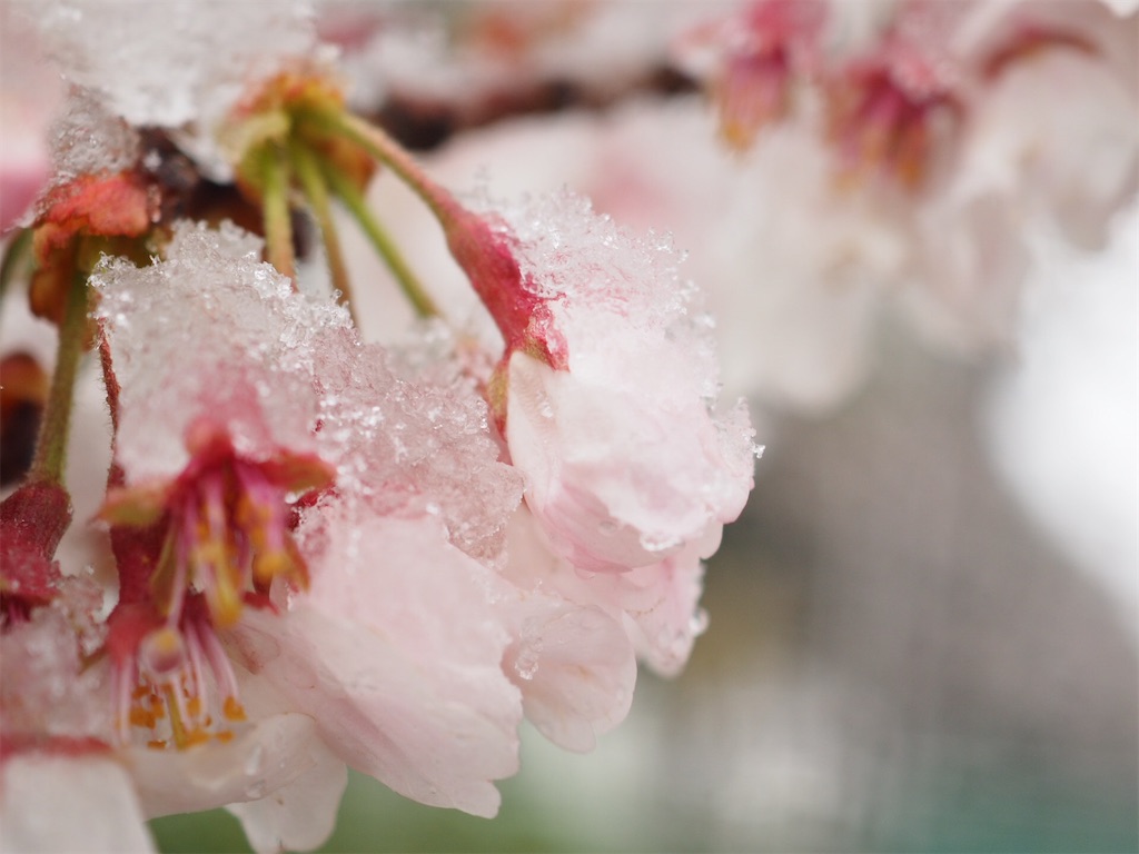 f:id:Kuesu:20220213201511j:image