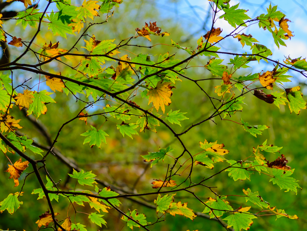 f:id:Kumamon:20161028230620j:plain