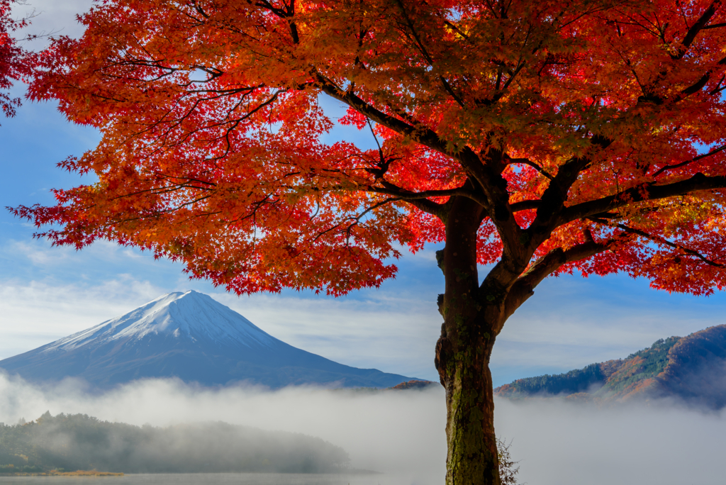 f:id:Kumamon:20161128235146j:plain