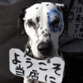 [犬]看板犬