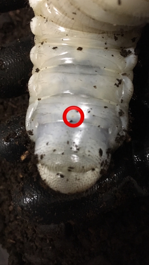 f:id:Kumi-everydayhard:20190202052940j:plain