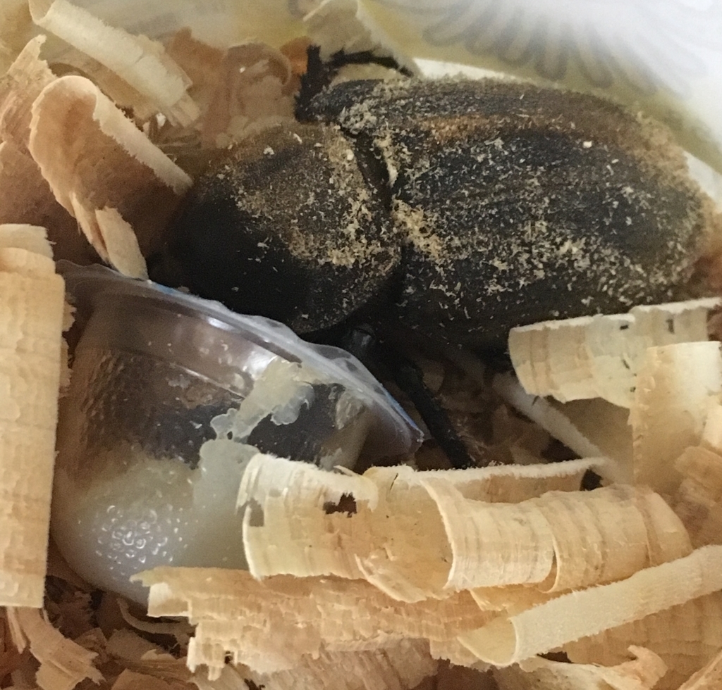 f:id:Kumi-everydayhard:20190216235837j:plain