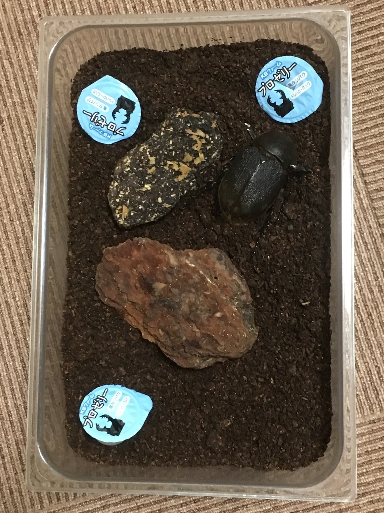 f:id:Kumi-everydayhard:20190225005040j:plain