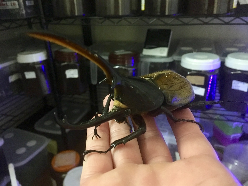 f:id:Kumi-everydayhard:20200126153634j:image