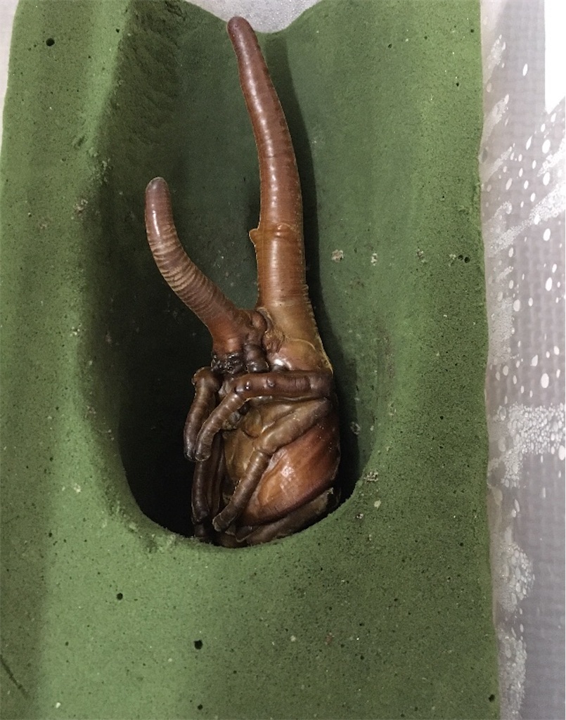 f:id:Kumi-everydayhard:20200416174219j:image