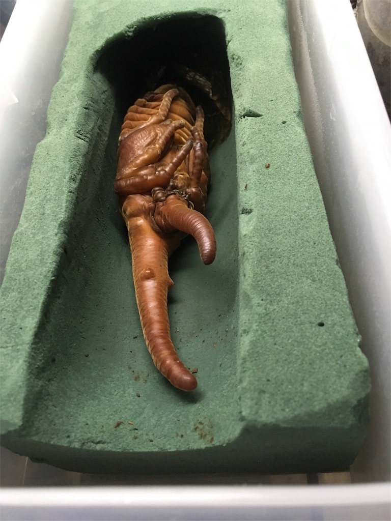 f:id:Kumi-everydayhard:20200417195615j:plain f:id:Kumi-everydayhard:20200417195615j:plain