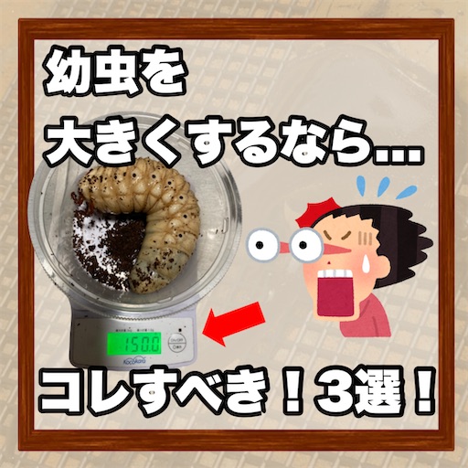 f:id:Kumi-everydayhard:20250325233756j:image