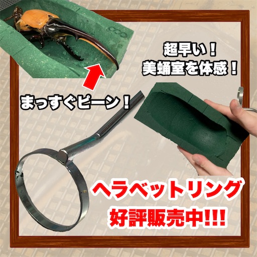 f:id:Kumi-everydayhard:20250509002933j:image