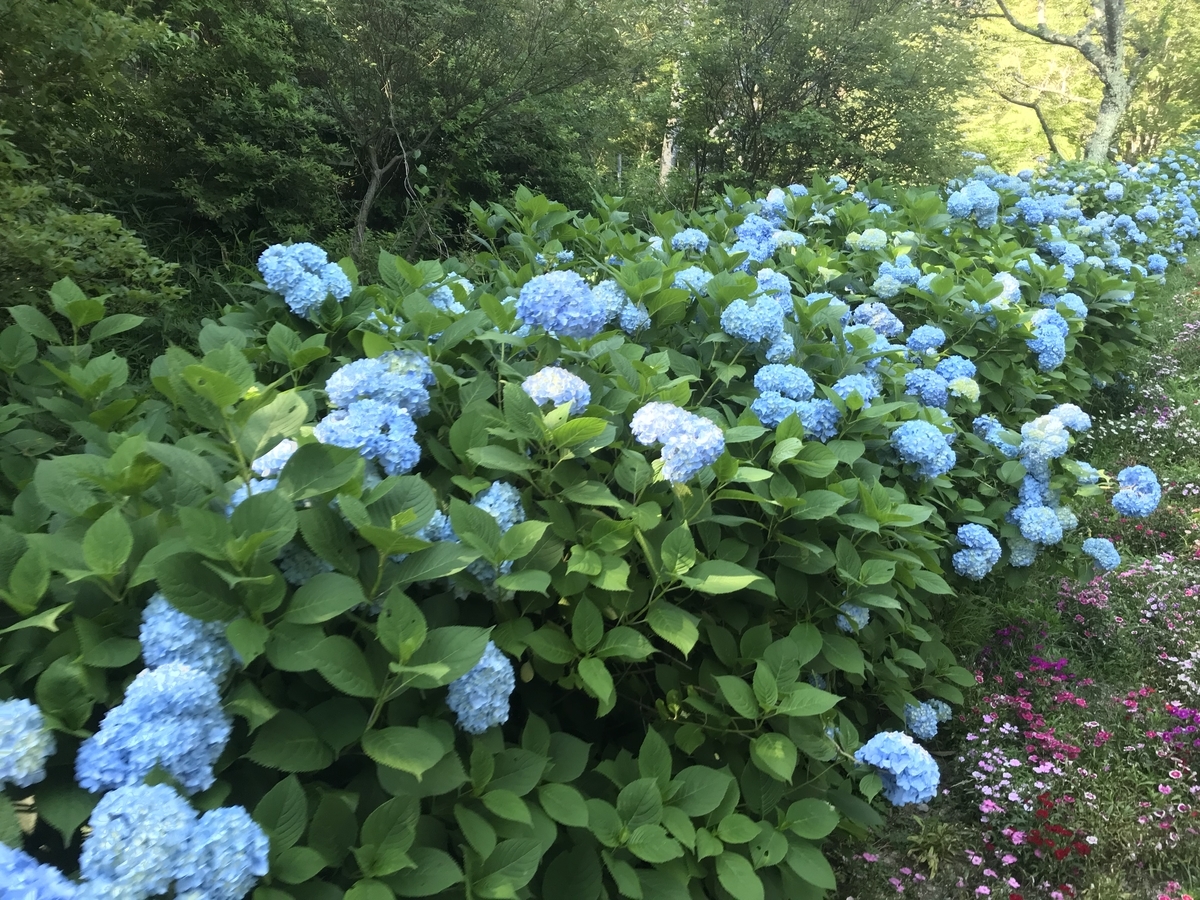 f:id:Kunimasa:20190719110637j:plain