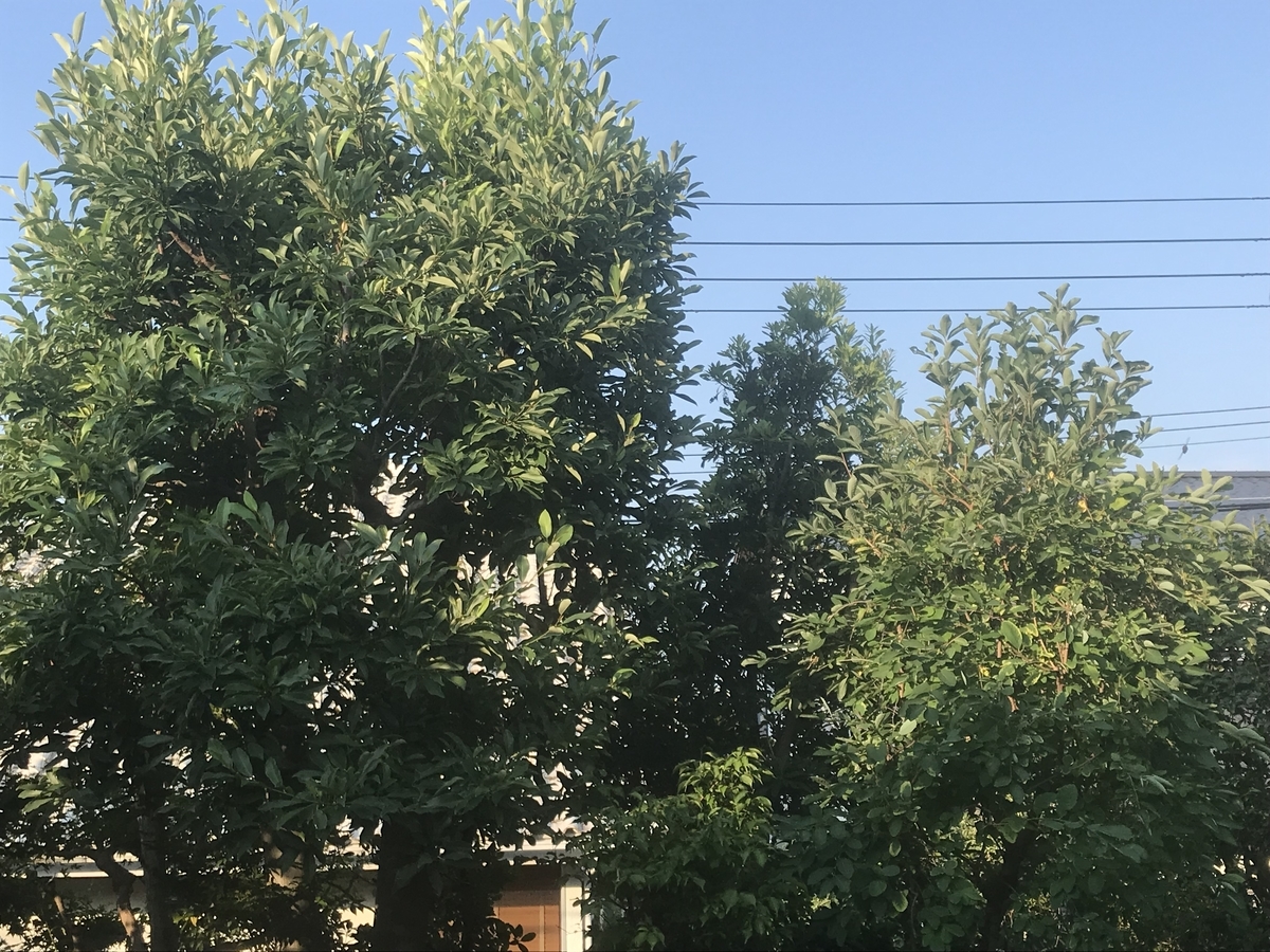 f:id:Kunimasa:20190816063821j:plain