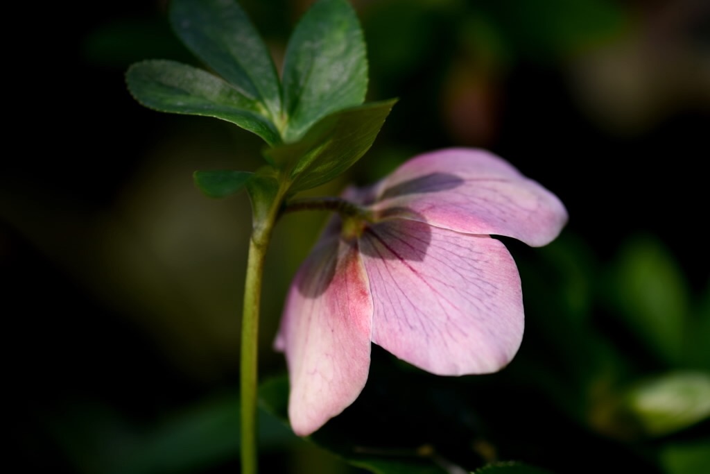 f:id:Kuniofukudaicloudcom:20190331185303j:image f:id:Kuniofukudaicloudcom:20190331185303j:image