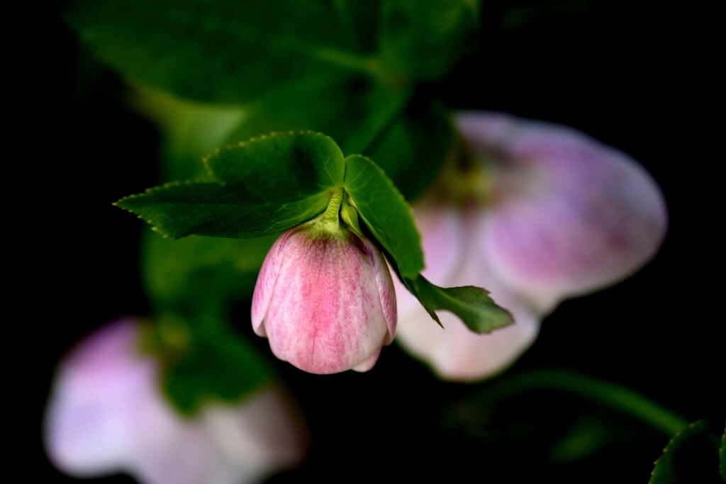 f:id:Kuniofukudaicloudcom:20190331185325j:image f:id:Kuniofukudaicloudcom:20190331185325j:image