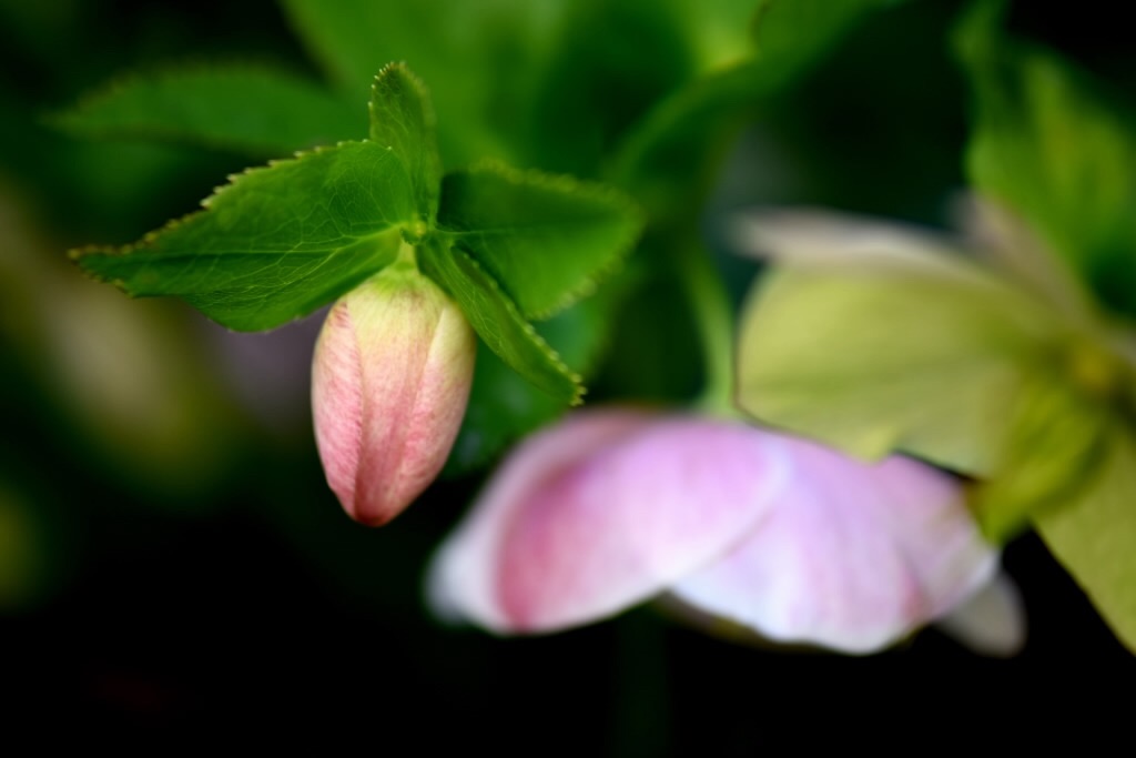 f:id:Kuniofukudaicloudcom:20190331185605j:image f:id:Kuniofukudaicloudcom:20190331185605j:image