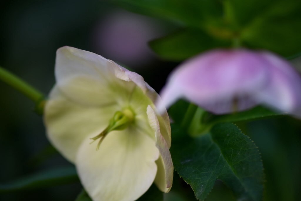 f:id:Kuniofukudaicloudcom:20190331185634j:image f:id:Kuniofukudaicloudcom:20190331185634j:image