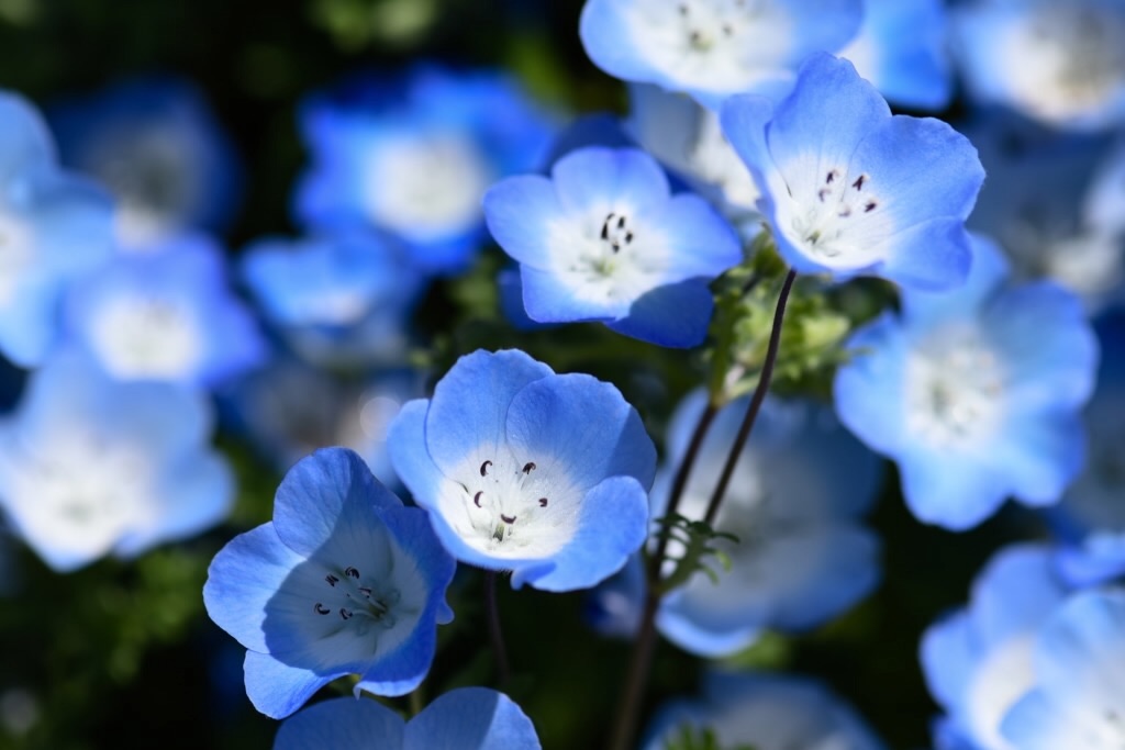 f:id:Kuniofukudaicloudcom:20190422185533j:image f:id:Kuniofukudaicloudcom:20190422185533j:image