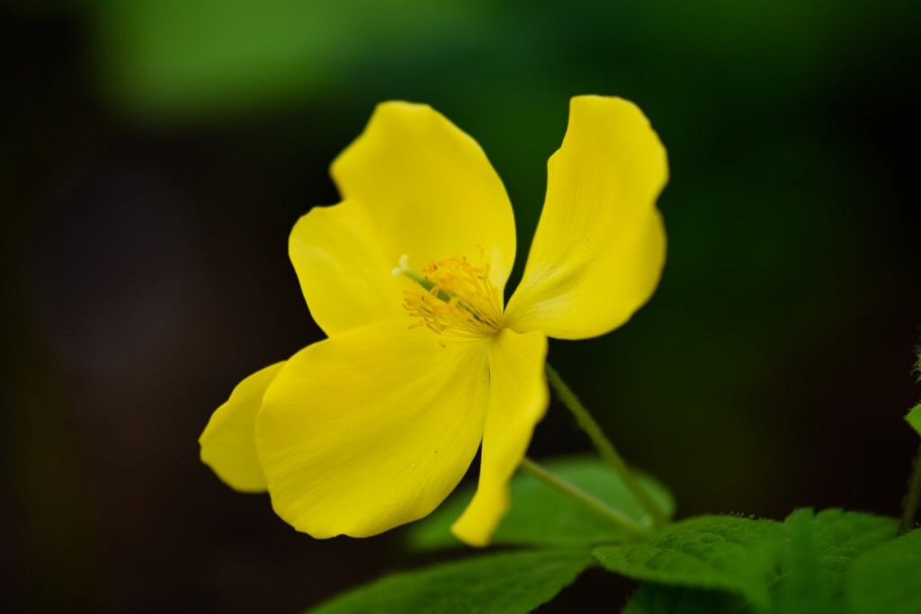f:id:Kuniofukudaicloudcom:20190422185726j:image f:id:Kuniofukudaicloudcom:20190422185726j:image