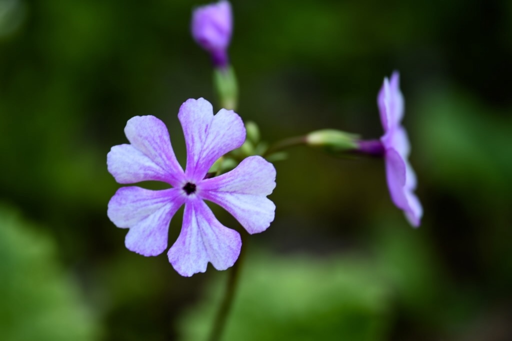 f:id:Kuniofukudaicloudcom:20190422185811j:image f:id:Kuniofukudaicloudcom:20190422185811j:image