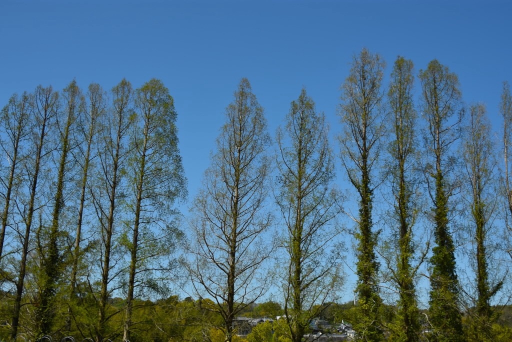 f:id:Kuniofukudaicloudcom:20190422190038j:image f:id:Kuniofukudaicloudcom:20190422190038j:image