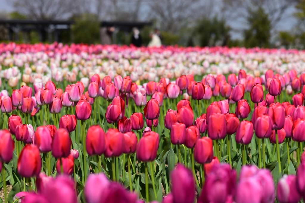 f:id:Kuniofukudaicloudcom:20200413183639j:image f:id:Kuniofukudaicloudcom:20200413183639j:image