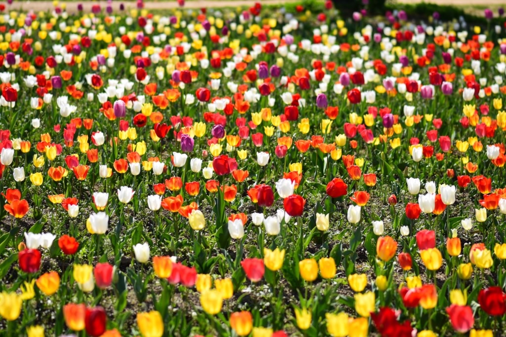 f:id:Kuniofukudaicloudcom:20200413183647j:image f:id:Kuniofukudaicloudcom:20200413183647j:image