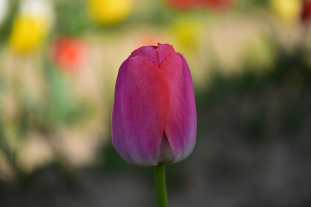 f:id:Kuniofukudaicloudcom:20200413183702j:image f:id:Kuniofukudaicloudcom:20200413183702j:image