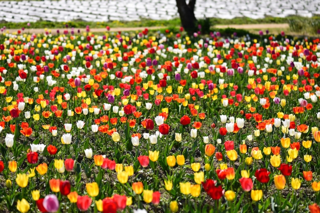 f:id:Kuniofukudaicloudcom:20200413183722j:image f:id:Kuniofukudaicloudcom:20200413183722j:image