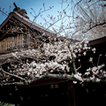 [靖国神社]