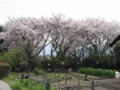 [サクラ]公園墓地4月10日