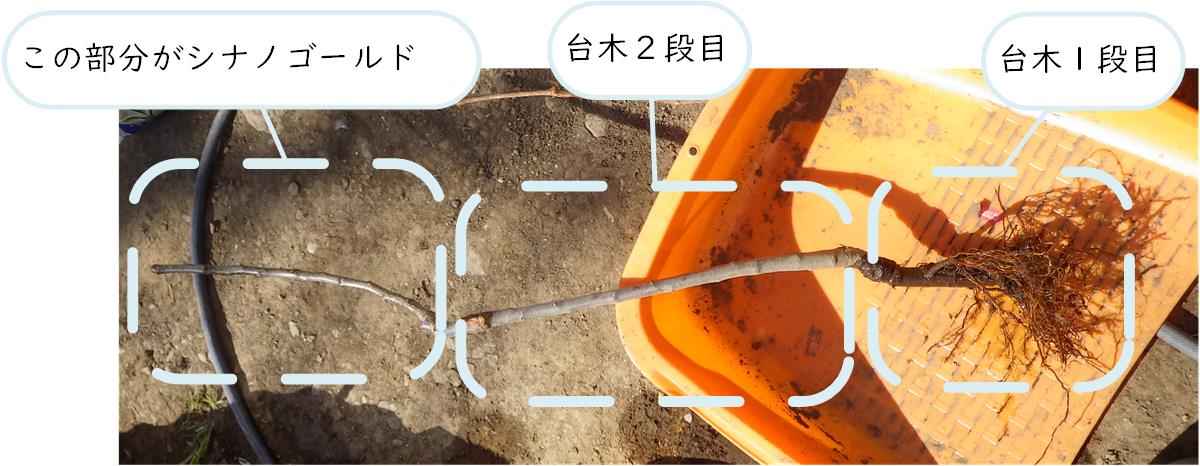 f:id:Kutibashi:20200325223151j:plain