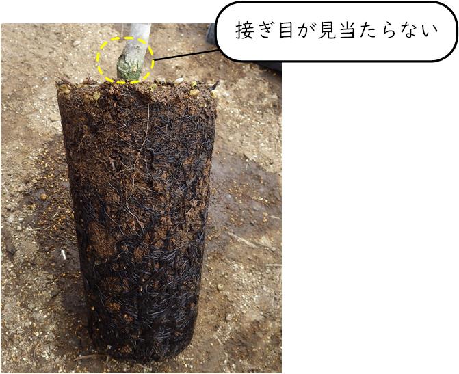 f:id:Kutibashi:20200329182011j:plain
