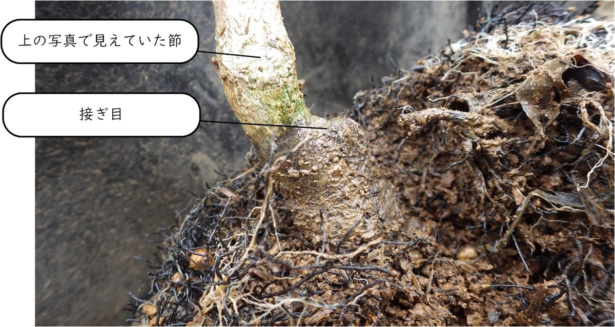 f:id:Kutibashi:20200329182125j:plain