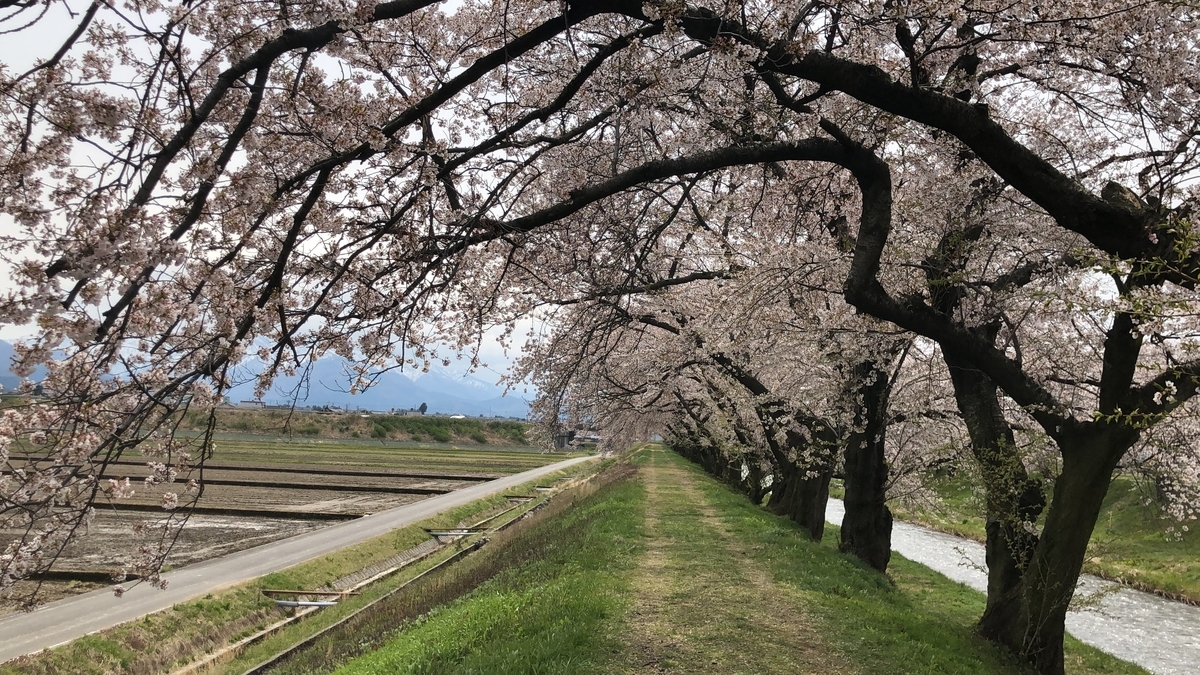 f:id:Kuunyan_takashi:20200416160545j:plain