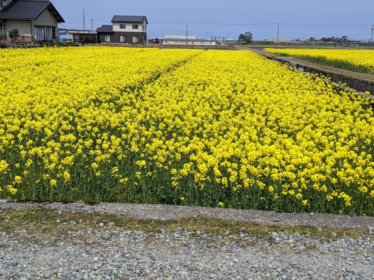 f:id:Kuunyan_takashi:20200416160620j:plain