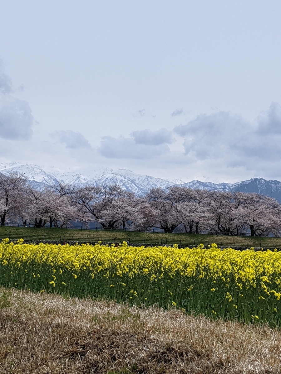 f:id:Kuunyan_takashi:20200416160654j:plain