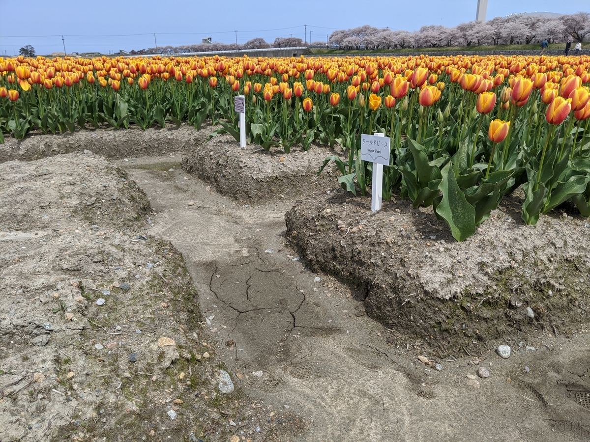 f:id:Kuunyan_takashi:20200416160742j:plain