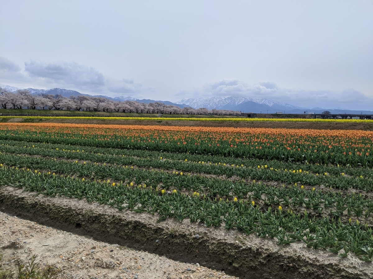 f:id:Kuunyan_takashi:20200416160803j:plain