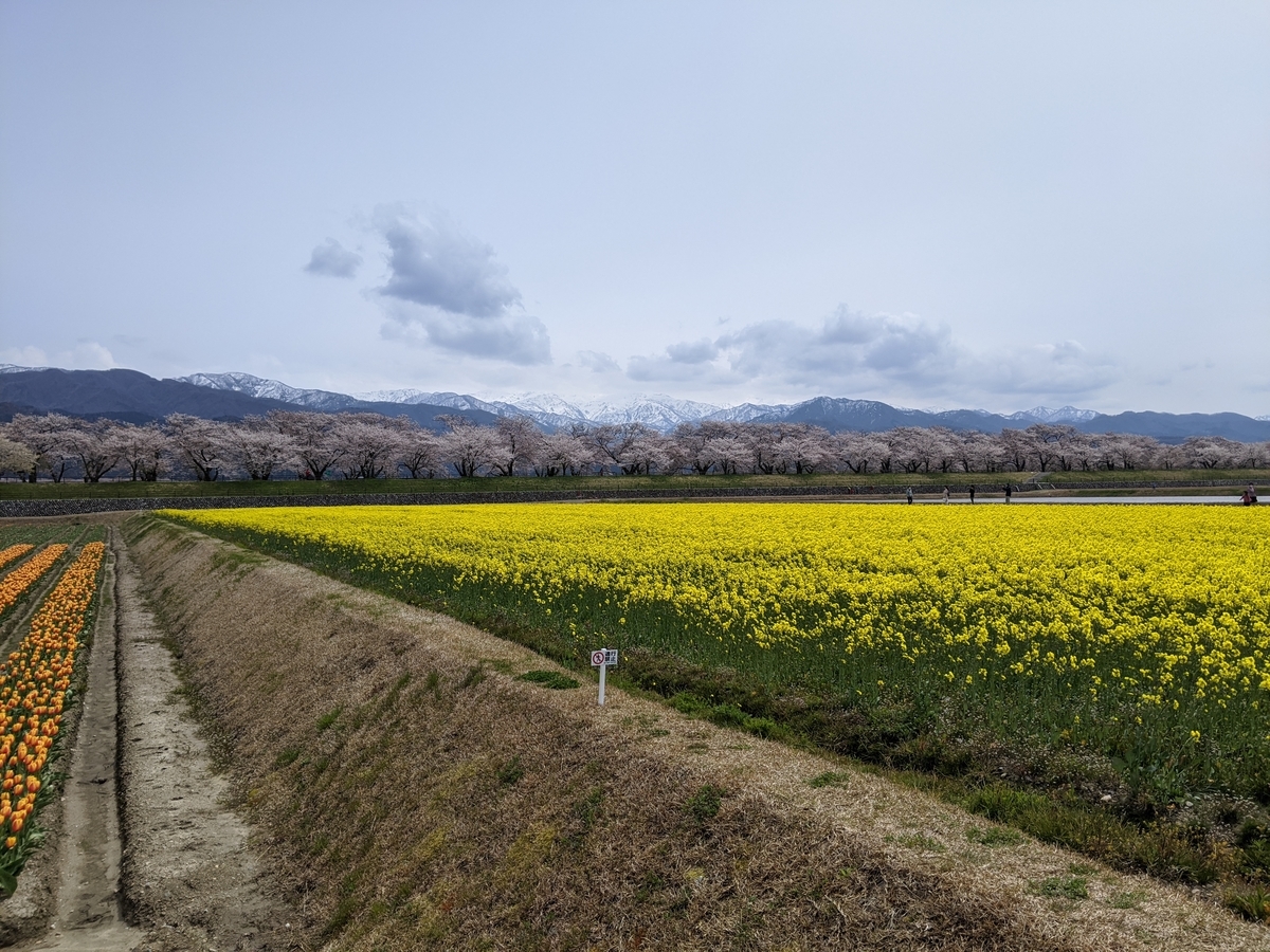 f:id:Kuunyan_takashi:20200416160815j:plain