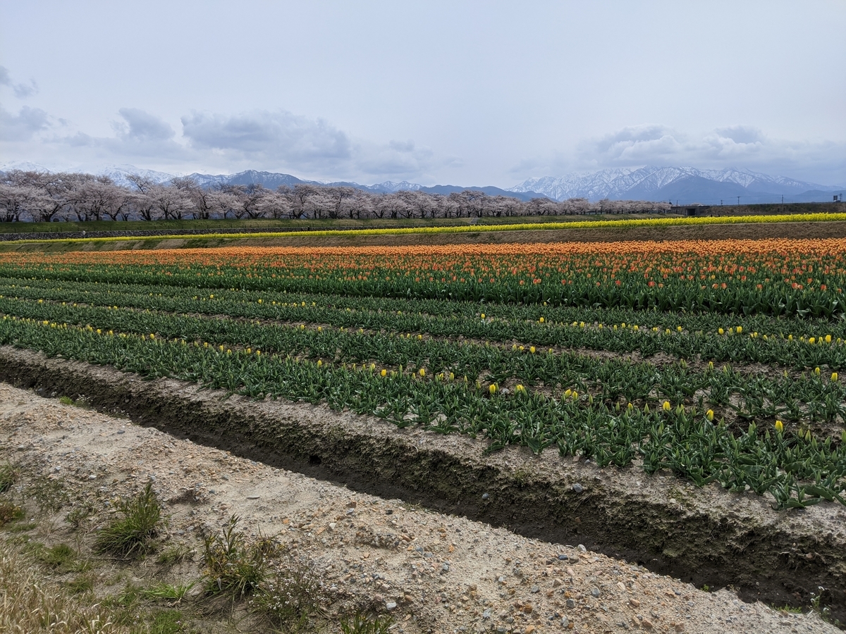 f:id:Kuunyan_takashi:20200416160816j:plain