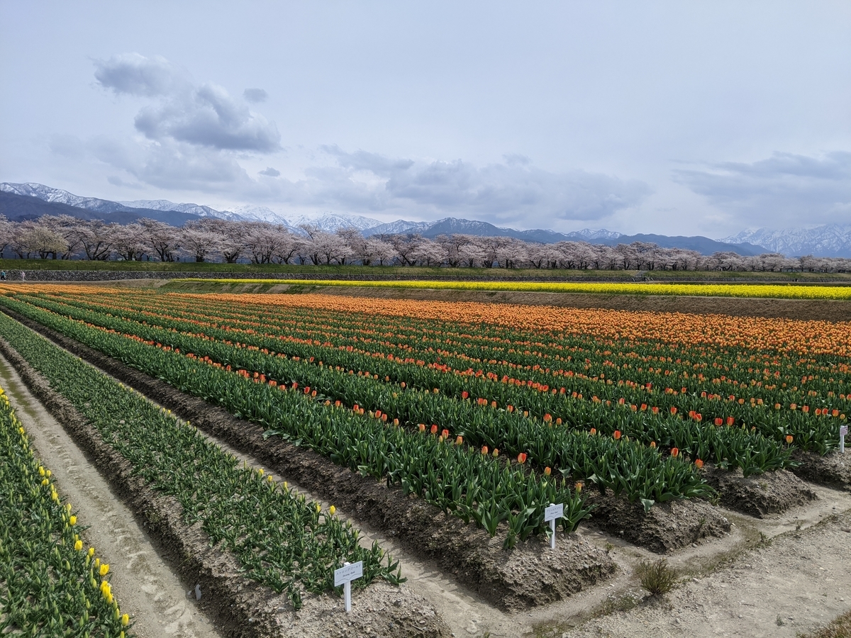 f:id:Kuunyan_takashi:20200416160934j:plain