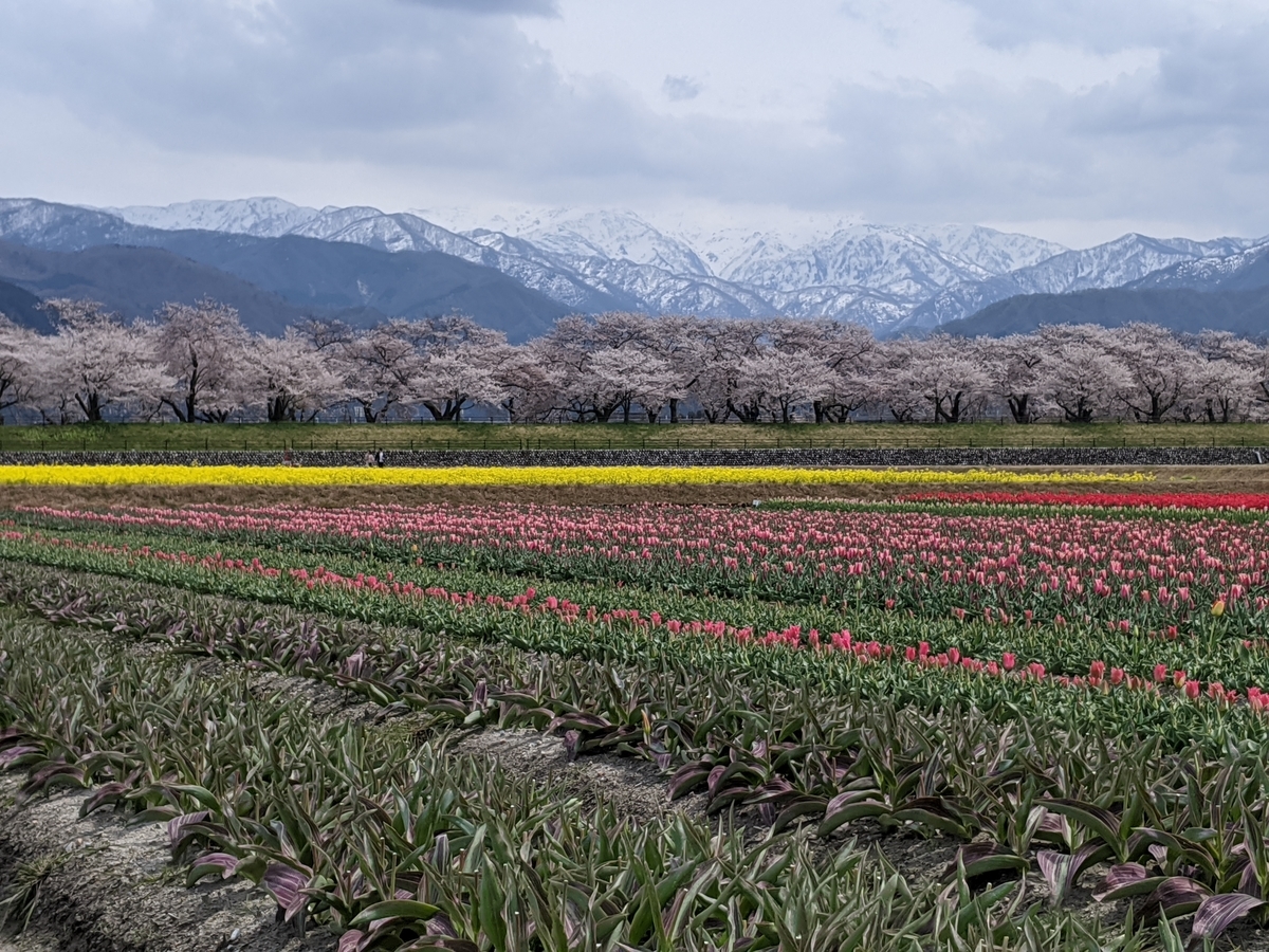 f:id:Kuunyan_takashi:20200416160954j:plain