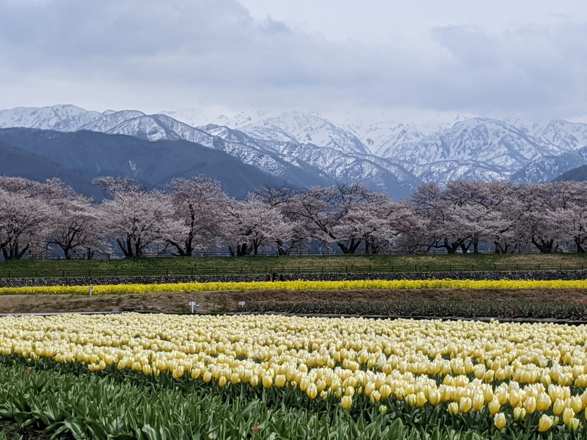 f:id:Kuunyan_takashi:20200416161002j:plain