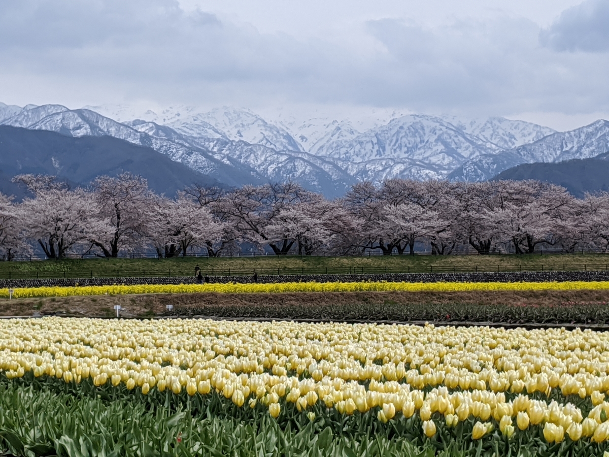 f:id:Kuunyan_takashi:20200416161010j:plain