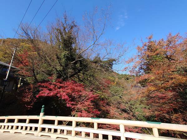 f:id:Kuunyan_takashi:20201119145519j:plain