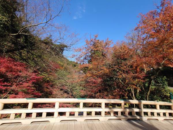 f:id:Kuunyan_takashi:20201119145532j:plain