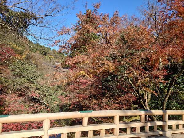 f:id:Kuunyan_takashi:20201119145544j:plain