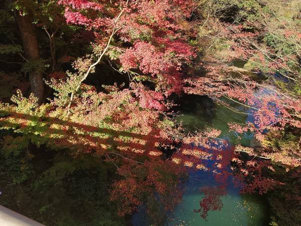 f:id:Kuunyan_takashi:20201119145909j:plain